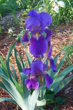 Bobbie's Old Fashioned Purple Bearded Iris, German Iris (Purple and Purple, Mid spring), Iris germanica 'Old Fashioned Purple'